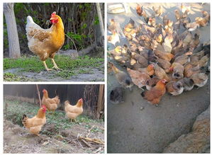 楊澤江農(nóng)產(chǎn)品供應(yīng)基地 中國(guó)惠農(nóng)網(wǎng)上的優(yōu)質(zhì)食用農(nóng)產(chǎn)品批發(fā)伙伴